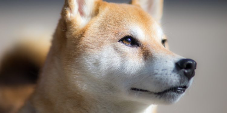 Tesla Is Officially Accepting Dogecoin Payments