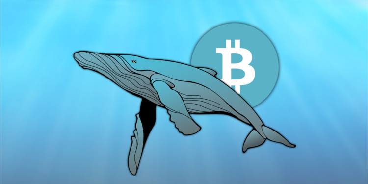 A Bitcoin Whale